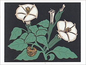 Notecards by Cathie Sullivan